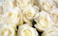 Rosas Brancas
